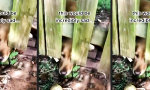 Lustiges Video : Der arme Hund