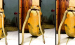 Funny Video - Wem die Königskobra droht