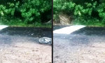 Funny Video : Road Block blockt Road Runner