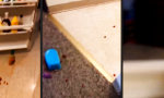 Funny Video : Hungriger Hochstapler
