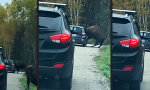 Movie : Moderne Bisonfalle
