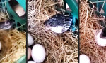 Funny Video : Augen auf beim Eierkauf
