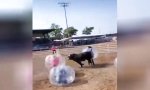 Lustiges Video : Stierkampf im Wandel