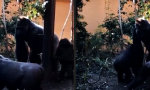 Funny Video : Ursprung des Twerkens geklärt