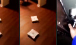 Funny Video : Kleiner Helfer
