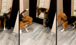 Movie : Die Katze verarschen