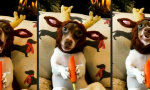 Funny Video : Rentierhasenhund