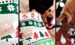 Funny Video : Endlich was auf die Ohren