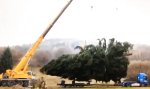 Funny Video - Die Rache des Weihnachtsbaums