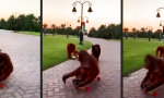 Funny Video : Affige Skater Gang