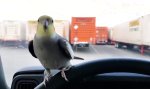 Movie : Drauf gepfiffen