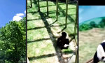Lustiges Video : Pandamäßig gut