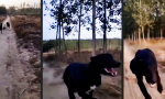 Funny Video - So schnell wie der Wind