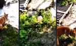 Funny Video - Über die Schulter gekugelt
