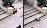 Movie : Mopsi Dick läuft auf Grund