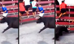 Funny Video - Ein Bulle kommt selten allein