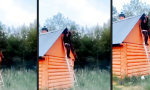 Lustiges Video - Gerissener Fluchtversuch