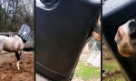 Funny Video - Sicher ist sicher