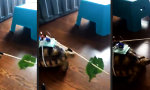 Lustiges Video - Schildkröten-Fernbedienung