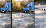 Lustiges Video : Im Fokus der Katzenmafia