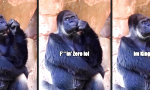 Funny Video - Aristoteles im Affenfell