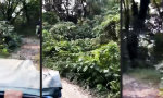 Lustiges Video : Safari auf Abwegen