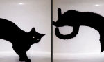 Funny Video : Akrobaten-Katze