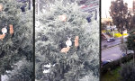 Lustiges Video : Frühstückspause auf dem Sheba-Baum