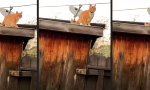 Lustiges Video : Nur ein Katzensprung