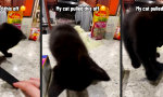 Funny Video : Paw Boarding in Purrfektion