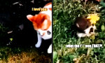 Lustiges Video : Zu weich geworden