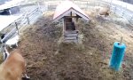 Funny Video - Alles in Ordnung?