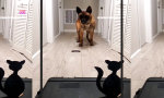 Funny Video : Abrichten 2.0