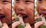 Funny Video : Der Zahnfee-Sittich