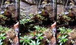 Funny Video - Nichts stört eine gute Naturszene