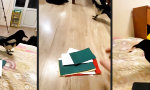 Funny Video - Haustier mit Nebenjob