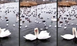 Funny Video - Schwanensee Live