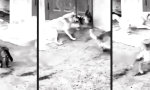 Lustiges Video : Felin Shaolin