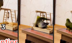 Movie : Loop-de-Nope - Papageien-Parkour gone wrong