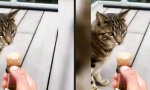 Lustiges Video - Mit der Mieze anstoßen
