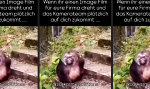 Funny Video - Corporate Monkey Business: Authentizität auf Knopfdruck