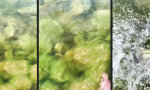 Movie : Hillbilly Hand Fishing