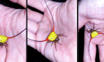 Movie : Die Spinne bei den Hörnern packen
