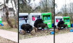 Keiler-Orgie am Container