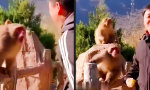 Lustiges Video : Immer schön Dominanz zeigen