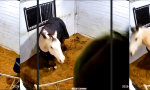 Funny Video : Stall-Jordan