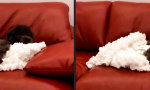Funny Video : Zwei Arten von Hund