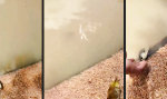 Evolution im Schnellgang triggern