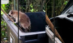 Der neue Berliner Bär