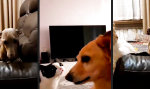Movie : Feline Dominanz